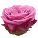 New Aqua Roses d'Equateur Ethiflora